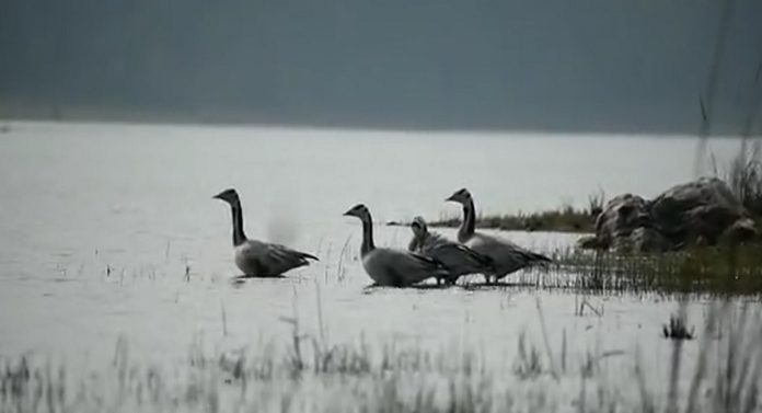 Bar Headed Goose : विमान आणि ट्रेनपेक्षा सुपरफास्ट स्पीड; दिवसाला 1600 किमी उडण्याची क्षमता असलेला पक्षी