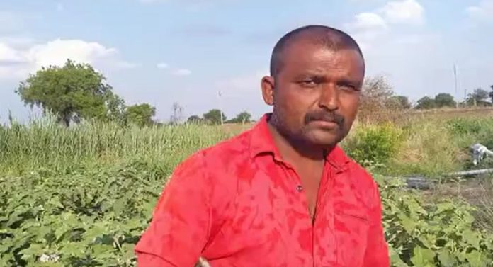 Maharashtra Farmer: वांग्याला मिळाला एक रुपये किलोचा भाव; संतप्त शेतकऱ्यांनी केलं असं काही की संपूर्ण बाजार बघत राहिला