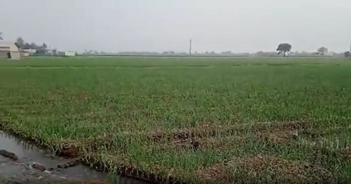 Maharashtra Weather : राज्यात अवकाळी पावसाचे 5 बळी, आणखी तीन दिवस गारपिटीसह पाऊस