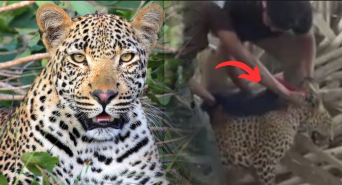 Pune Leopard News: पुण्यातील 'या' भागात बिबट्याचा धुमाकूळ; तब्बल दोन तासानंतर...; पाहा VIDEO