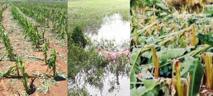  Unseasonal Rain Damage Due : अवकाळी पावसाने दाणादाण, 1 लाख 39 हजार हेक्टरवरील शेतीला फटका