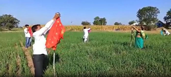 Yeola Gudi Padwa : शेतकऱ्यांनी चक्क शेतात उभारली अनोखी गुढी
