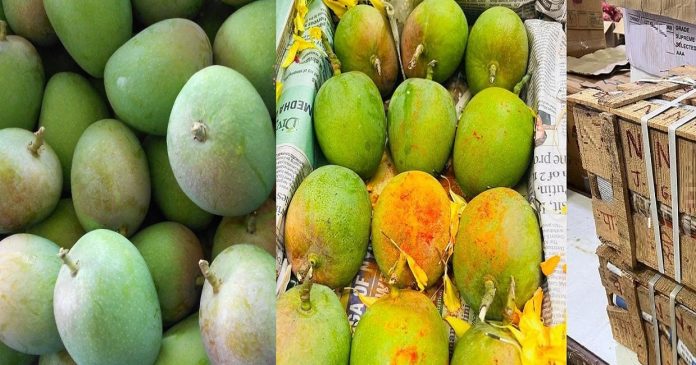 गुढीपाडव्यानिमित्त आंबा खरेदी, मुंबईत हापूसची मोठी आवक; जाणून घ्या दर