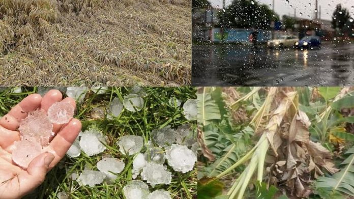 राज्यात अवकाळी पावसाचा 'या' जिल्ह्यांना जोरदार तडाखा, शेतीसह आंबा, द्राक्ष फळबागांचे मोठे नुकसान