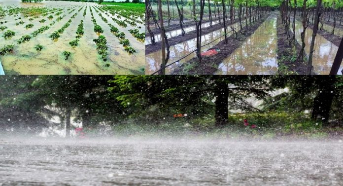 Maharashtra Unseasonal Rain :  राज्यात पुढचे 2 दिवस विजांच्या कडकडाटासह पावसाचा इशारा; शेती, द्राक्ष आणि फळबागांचं नुकसान, शेतकरी हवालदिल