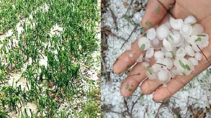 Rain in Maharashtra : अवकाळी पाऊस आणि गारपीटने शेतीचे नुकसान, शेतकरी हवालदिल 