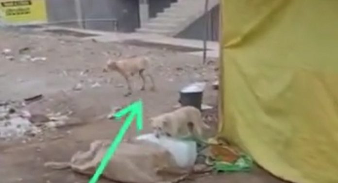 Shocking News: कुत्रा चाखत होता ज्यूसमधे वापरला जाणारा बर्फ; अत्यंत किळसवाणा प्रकार कॅमेऱ्यात कैद