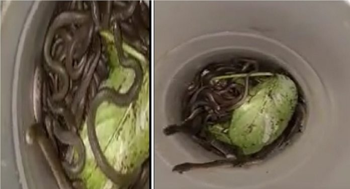 Shocking News : घरात सापडली सापाची 39 पिल्ले; गोंदियातील थरकाप उडवणारी घटना