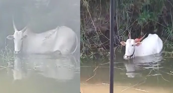 बैलाने पाण्यात उडी घेतली अन्... मगरींनी भरलेल्या कृष्णा नदीत सुरु होता जीवघेणा खेळ