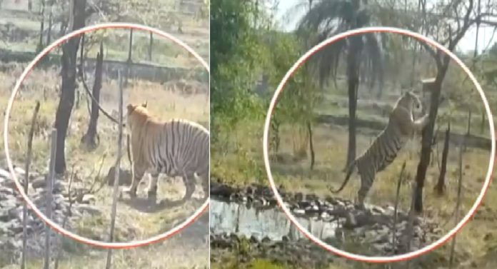 Video : वाढत्या उकाड्यानं 'राजकुमार' वाघाचाही पारा चढला; स्वत:च्या क्षेत्रात अनोळखी हालचाली पाहून काय केलं पाहाच 