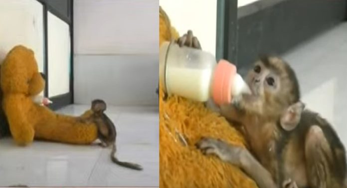 अपघातात आई गमवाली, माकडाच्या पिल्लाने टेडीबियरमध्ये शोधली आई... वाचून तुमचेही डोळे पाणावतील