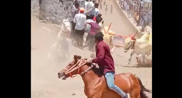 घोड्याने उडवलं पण बैलानं वाचवलं; काळजाचा ठोका चुकवणारी घटना