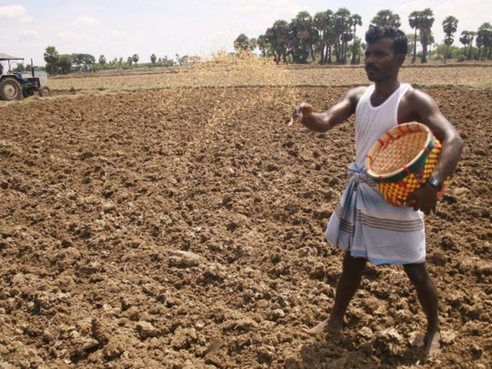 किती मिलीमीटर पाऊस झाल्यावर पेरणी करावी?, कृषी विभागाने शेतकऱ्यांसाठी दिली महत्त्वाची माहिती