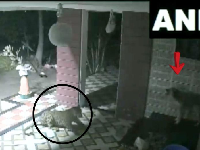 कैसा गुंडा बनेगा रे तू! कुत्र्याला घाबरून बिबट्यानं ठोकली धूम, नगरमधील हा VIDEO पाहाच! title=