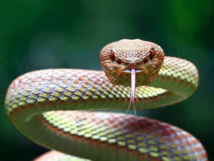 पावसाळ्यात साप चावल्यास घाबरुन जाऊ नका, असा करा बचाव! title=
