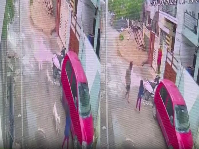 भटक्या कुत्र्यांचा त्रास कधी थांबणार? अमरावतीत 6 वर्षांच्या मुलीवर हल्ला... थरारक Video  title=