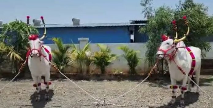 मावळच्या सोन्या- खासदार, सोन्या- राजाला मिळाला तुकोबांचा पालखी रथ ओढण्याचा मान