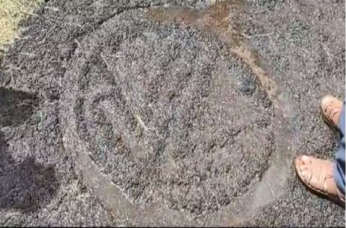 रत्नागिरीत बारसू सड्यावरील कातळशिल्प पुन्हा चर्चेत; संशोधक आणि अभ्यासकांनी केली पाहणी 