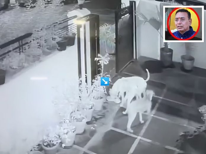 संभाजीनगरच्या माजी महापौरांचा बूट चोरीला, तीन कुत्रे ताब्यात; CCTV फुटेजवरुन कारवाई