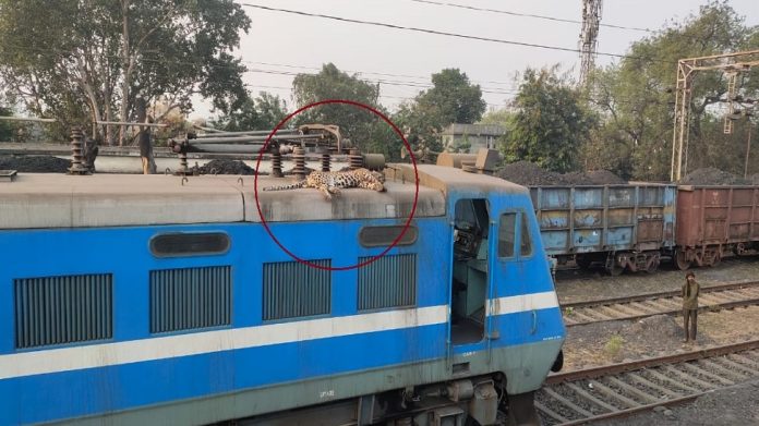  Leopard Death : धक्कादायक, रेल्वे मालगाडी इंजिनावर बिबट्याचा मृतदेह