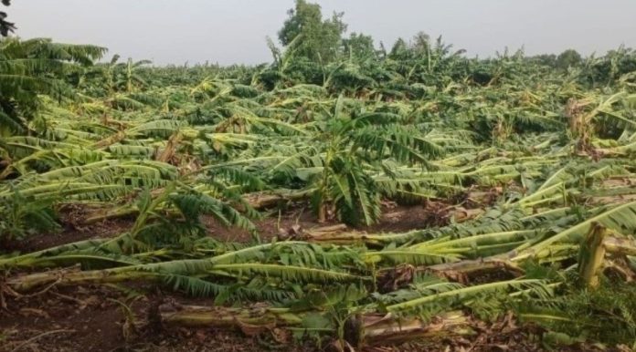Maharashtra Rain : अवकाळी पावसाने झोडपले, पिक भुईसपाट तर बळीराजा पुरता आर्थिक संकटात