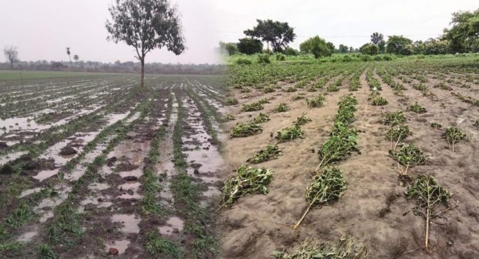 Maharashtra Weather : महाराष्ट्रावर अवकाळी संकट; पाऊस, गारपीटीमुळं पिकांचं नुकसान 