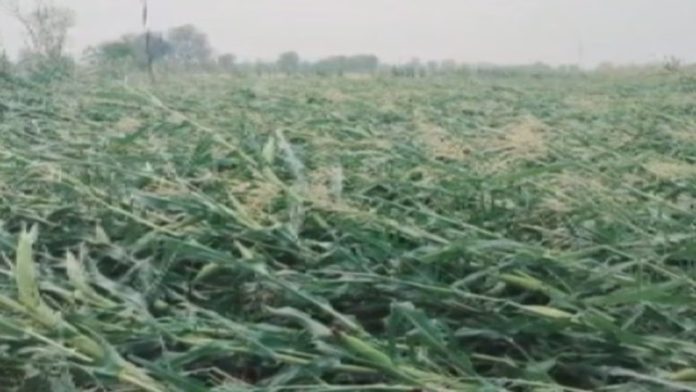 Maharashtra Weather : शेतकऱ्यांसाठी अतिशय महत्त्वाची बातमी, 'या' तीन जिल्ह्यात पुन्हा अवकाळी पावसाचा इशारा