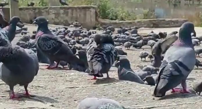 Pune News : नागरिकांनी हे सगळं बंद करावे... कबुतरांना धान्य खायला घालणाऱ्यांना आता 500 रुपये दंड
