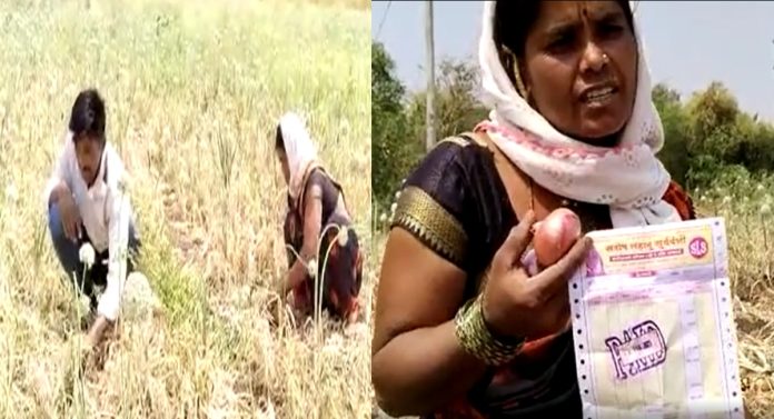 कांद्याने पुन्हा रडवले; 1 लाख रुपये खर्च केल्यानंतर मिळाला एक रुपया!