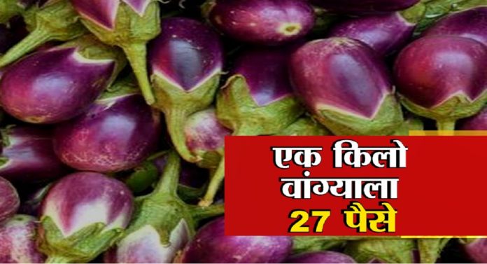 शेतकऱ्याची थट्टा! एक किलो वांग्याला  27 पैशांचा दर..