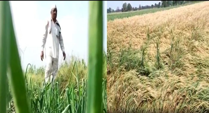 सांगा कसं जगायचं! मुलांचं शिक्षण, कर्ज कसं फेडणार... गारपीटने उध्वस्त झालेल्या शेतकऱ्यांची दुर्दैवी कहाणी