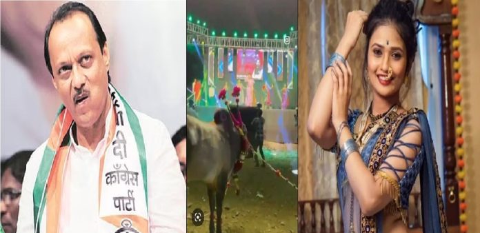 ....म्हणून गौतमी बैलासमोर नाचली; अजित पवार यांची मिश्किल प्रतिक्रिया