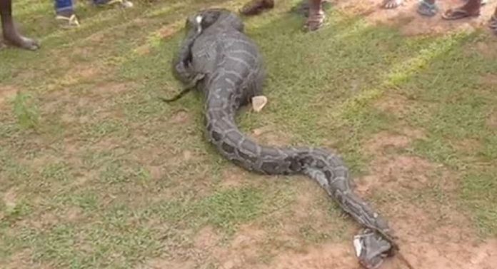 Snake Video : जेव्हा 8 फुटाचा शक्तिशाली अजगर बकरी गिळतो...; धक्कादायक व्हिडीओ Viral 