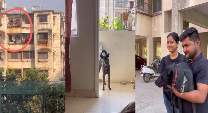 किती हा क्रूरपणा! पुण्यात मालकाकडूनच पाळीव श्वानला अमानुष मारहाण, प्राणीमित्रांना कळलं अन् मग...