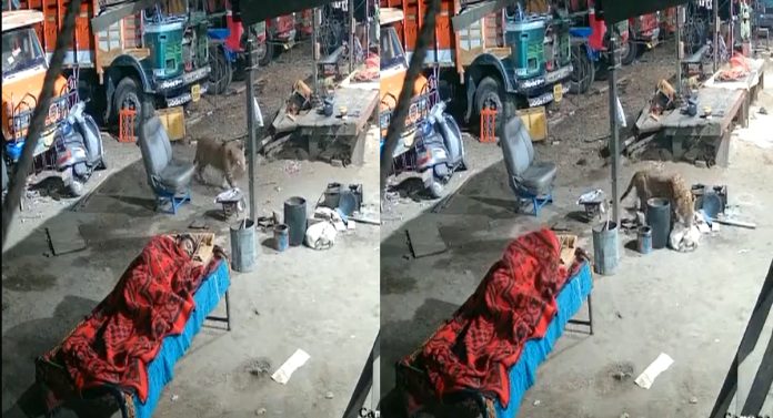 दबक्या पावलाने आला, मालकाच्या बाजूला झोपलेल्या कुत्र्याला बिबट्या घेऊन गेला... थरार CCTV त कैद