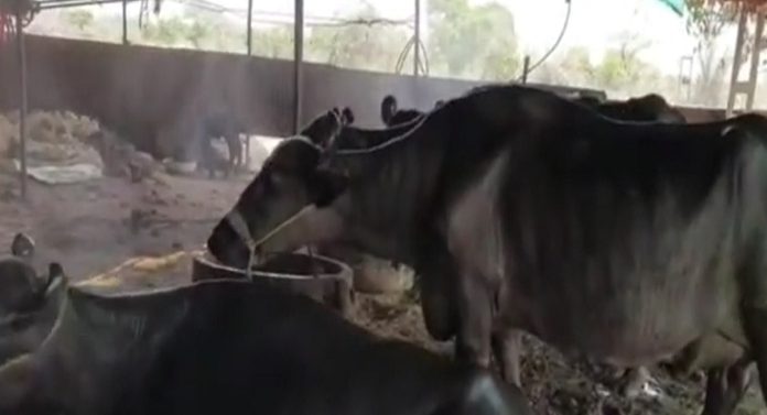 नाद खुळा उपाय! म्हशीच्या गोठ्यातच लावले शॉवर