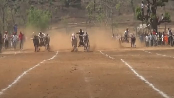 बैलगाडी स्पर्धेला गालबोट, बैल उधळला आणि 5 वर्षांच्या चिमुकल्याच्या अंगावरुन...